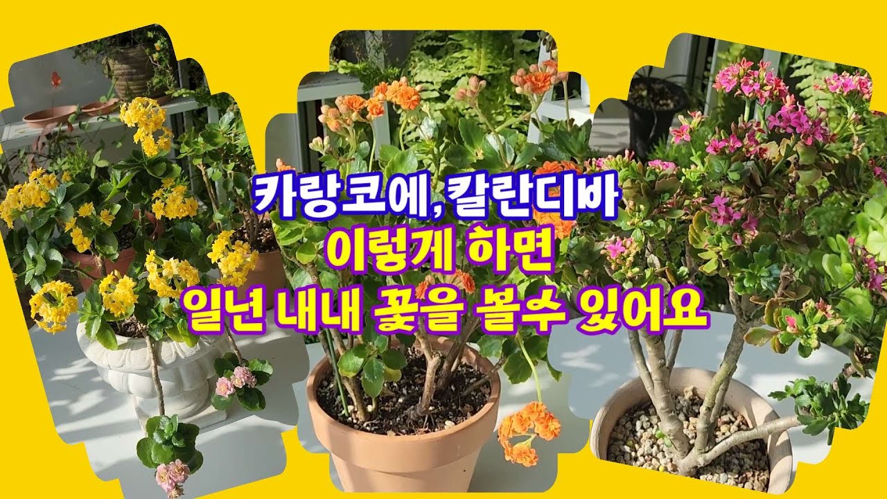 카랑코에,칼란디바 이렇게 하면 일년 내내 꽃을 볼수 있어요~~#키우기쉽고#번식력 좋고#예쁘고
