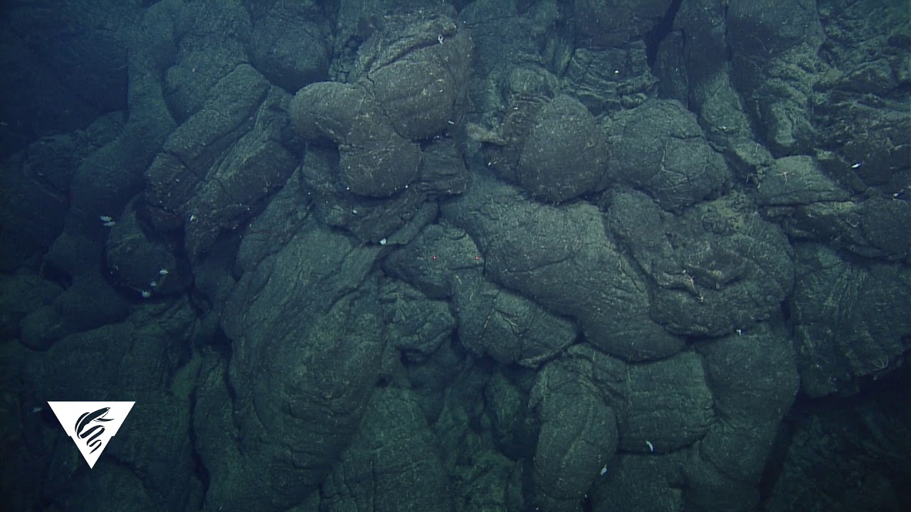 Andesite Pillow lava video taken by  ROV on Axial Seamount