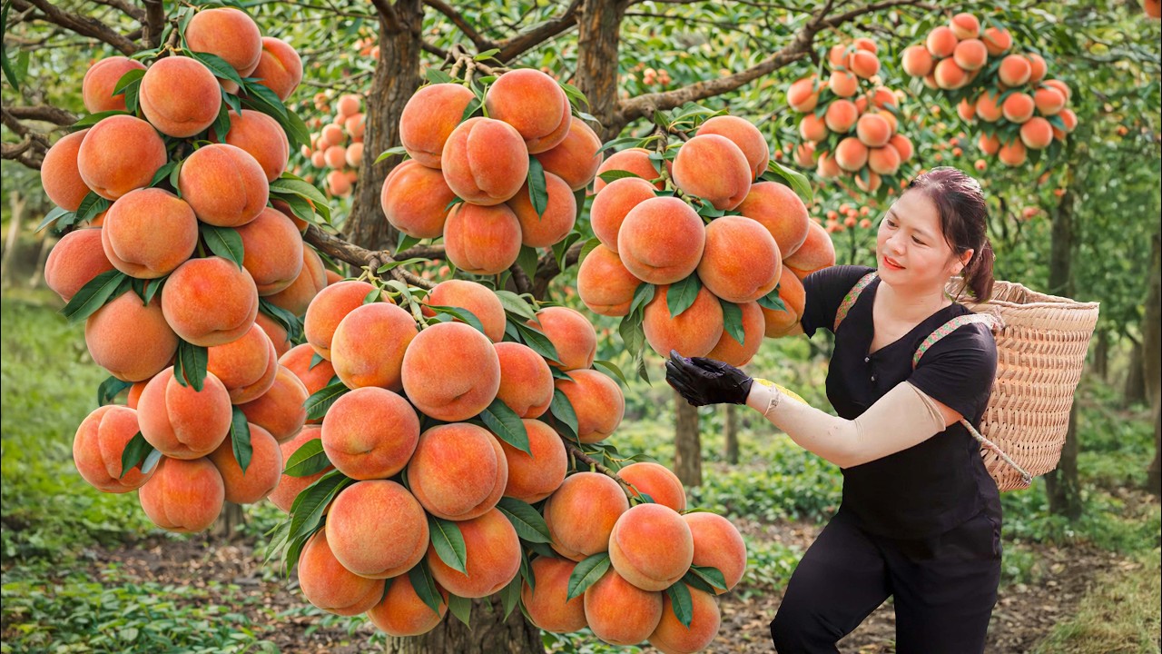 Harvesting Wild Mountain Peaches | Ancient Method Making Chewy Dried Peach Jam