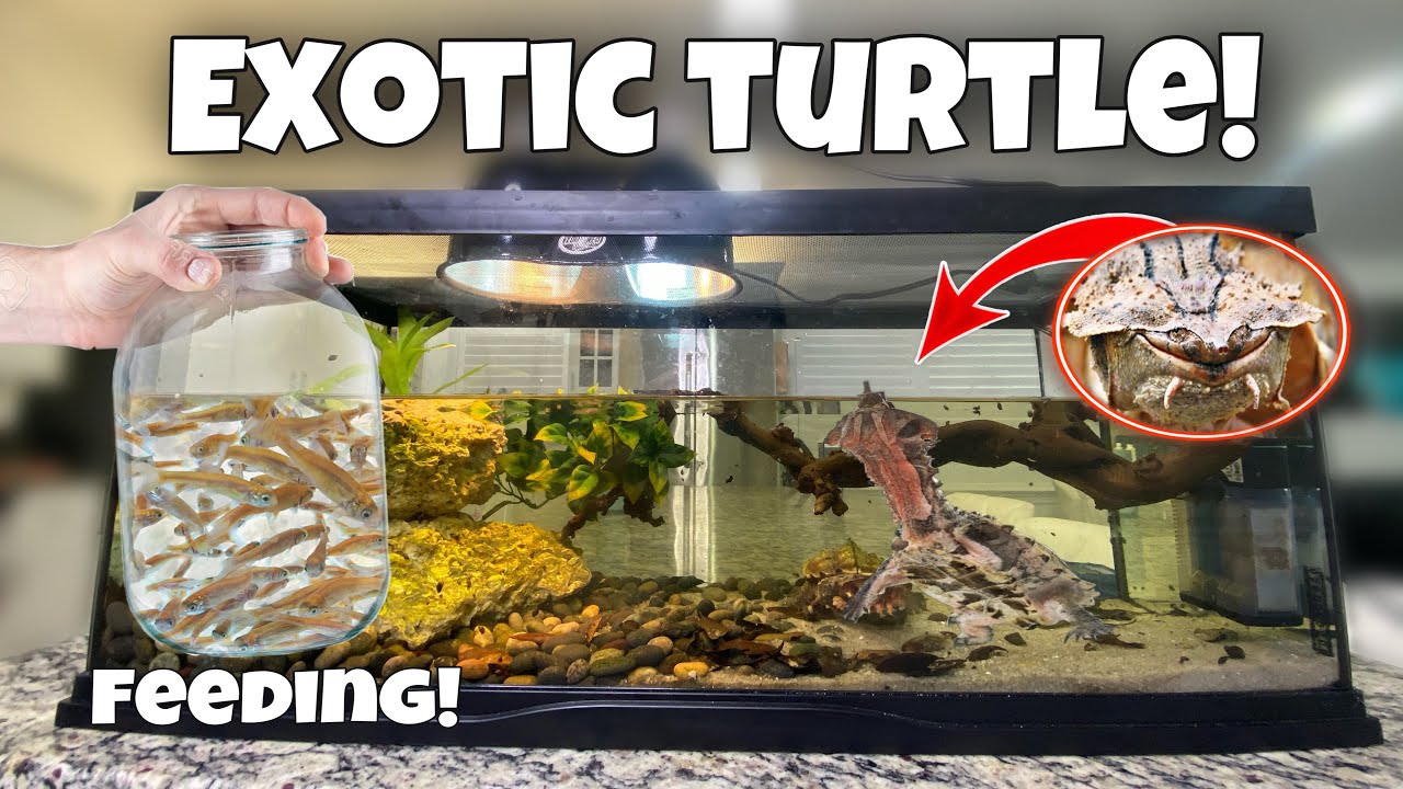 FEEDING My EXOTIC Mata Mata TURTLE Rosy MINNOWS!!