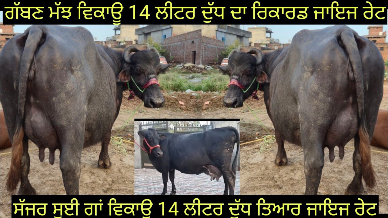 #ਸੱਜਰ ਸੂਈ ਗਾਂ #ਗੱਬਣ ਮੱਝ ਵਿਕਾਊ ਜਾਇਜ ਰੇਟ  2 animals for sale #best #quality #buffalo #cow #viralvideo 