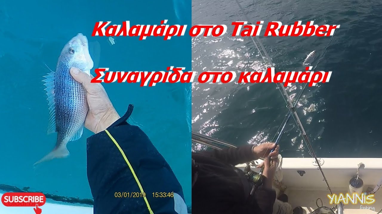 Καλαμάρι στο Tai Rubber--Συναγρίδα στο καλαμάρι