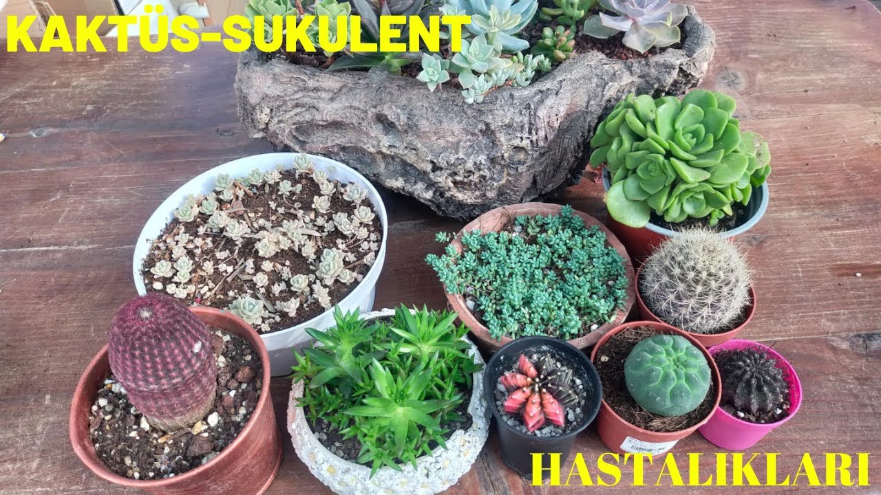 Kaktüs Sukulent Hastalıkları-Nedenleri/Kullanmamız Gereken İlaçlar Nelerdir