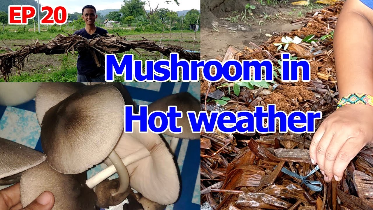 How to plant Volva Mushroom using Banana Leaves - Mushroom Farming for Beginners | San Jose, Mindoro