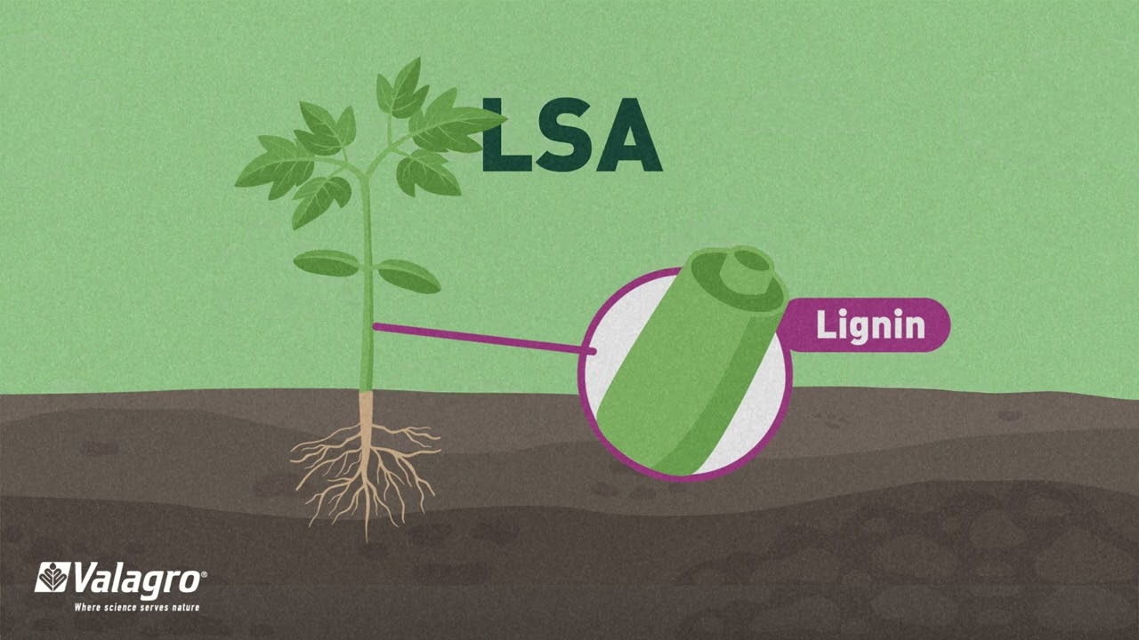 Calcium role in plants