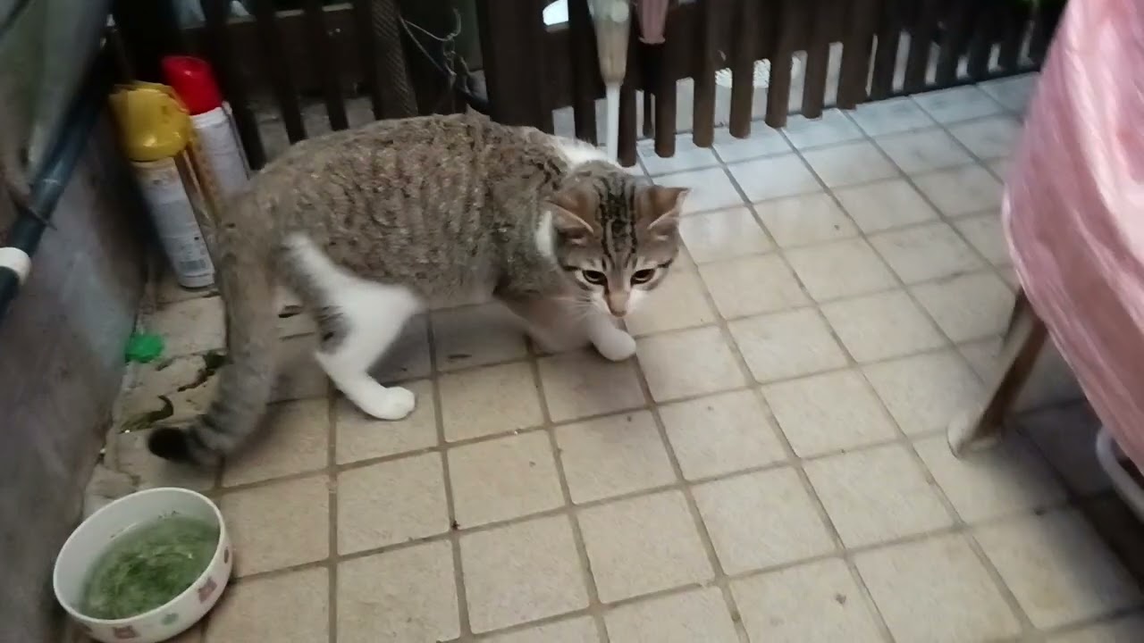 1月6日朝の猫たち