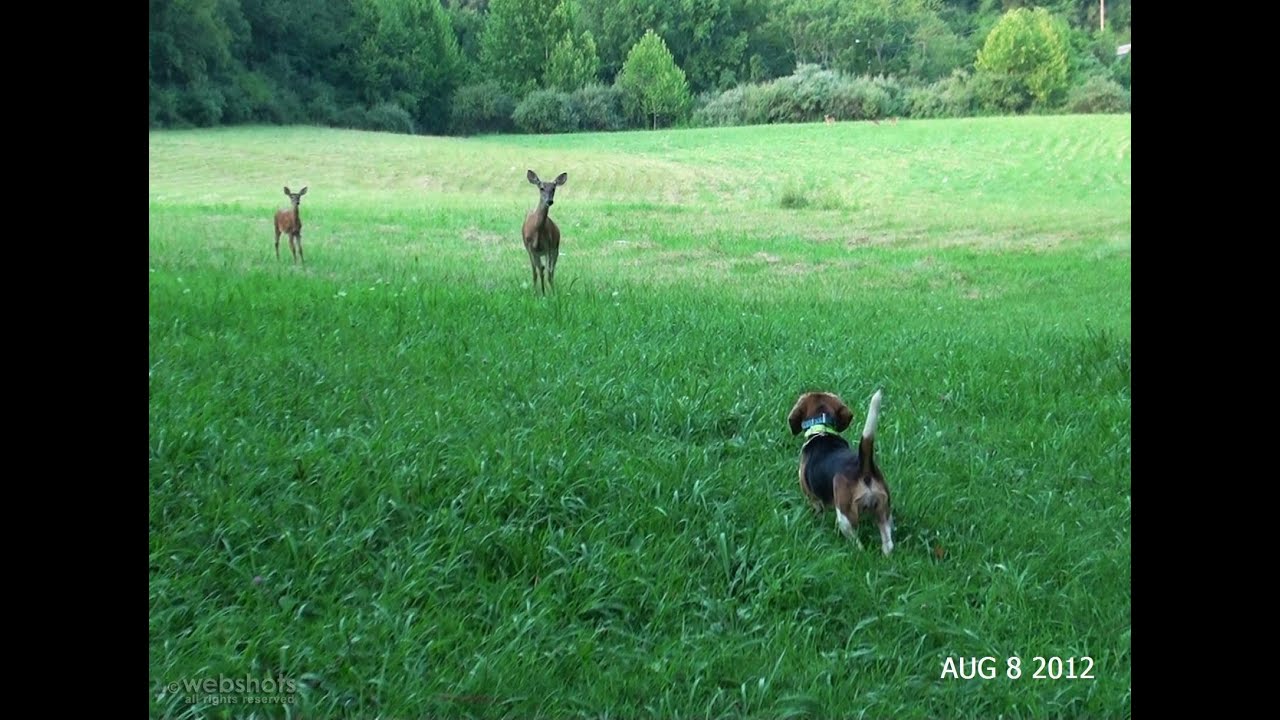 Skyview's Beagles Pleasure Run With Deer July 19 2011.mpg