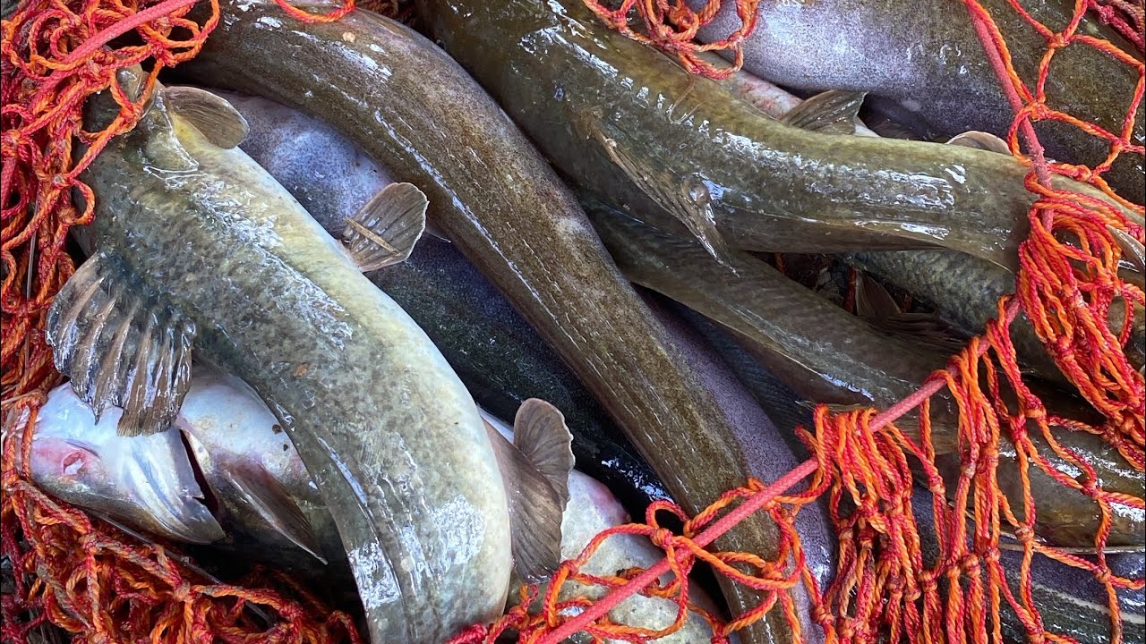 Nos sorprendió este caño con la cantidad de peces
