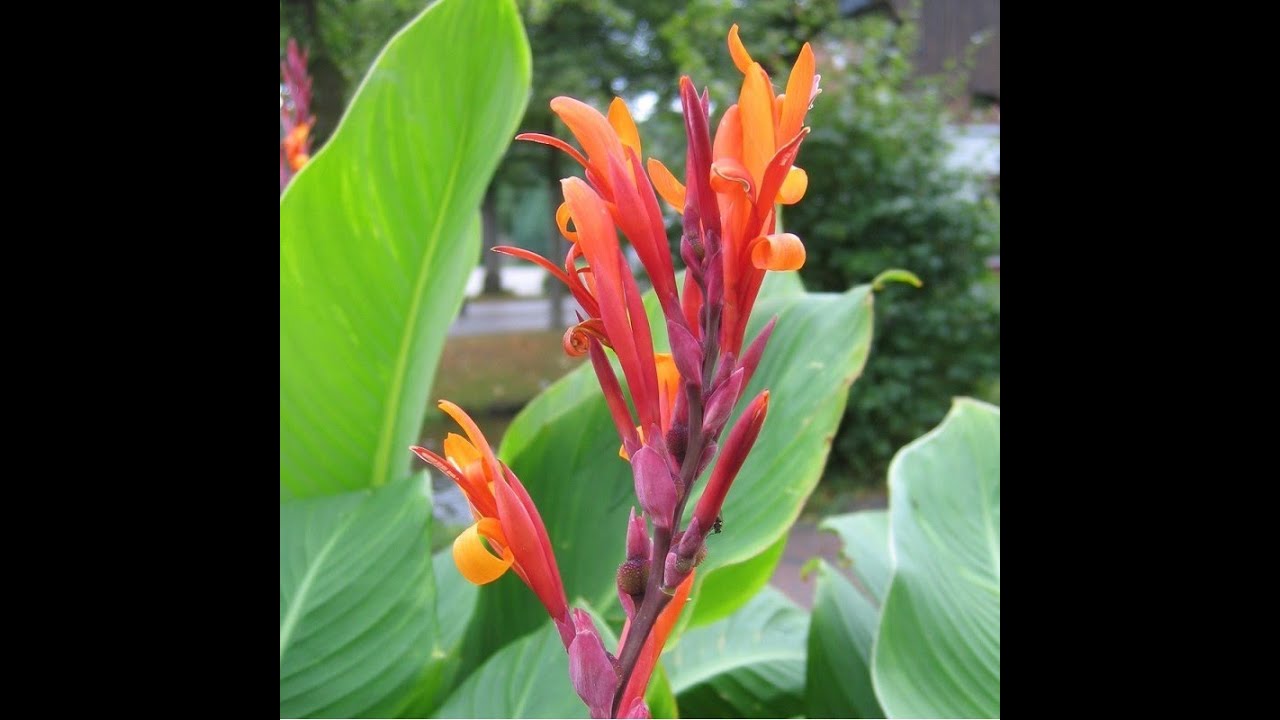Le Canna Indica , Famille des Cannaceae , semis des graines (1/2)