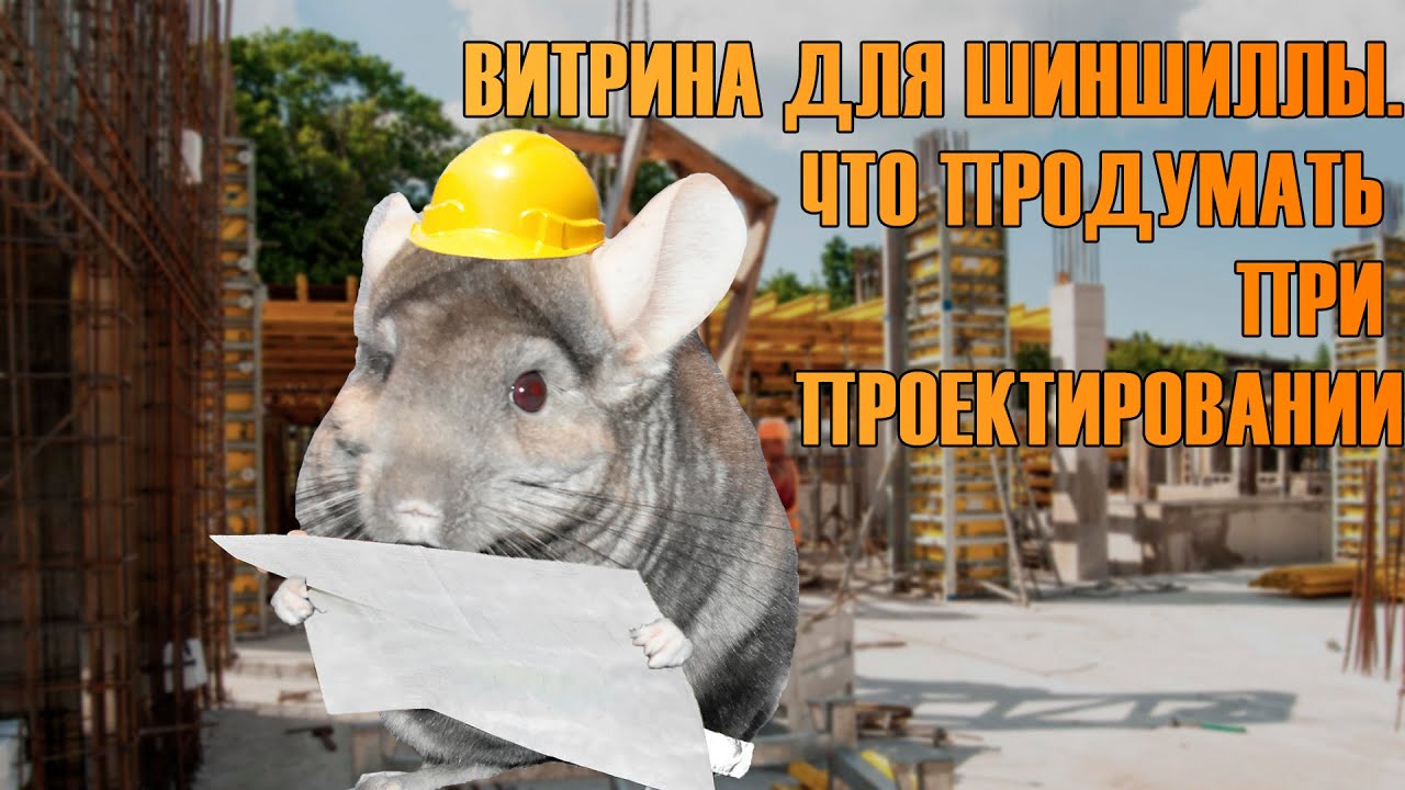 Витрина для шиншиллы. Что продумать при планировании