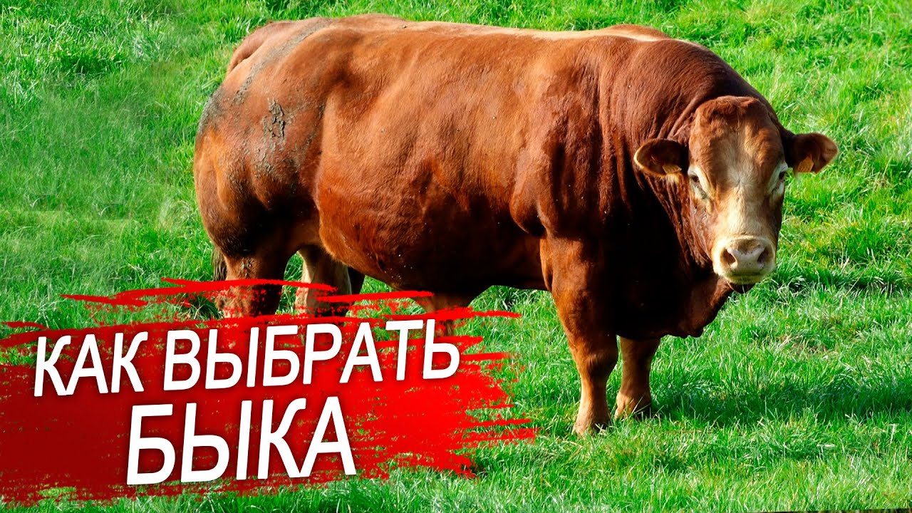Как выбрать бычка. Генетика КРС. Как улучшить продуктивность КРС.