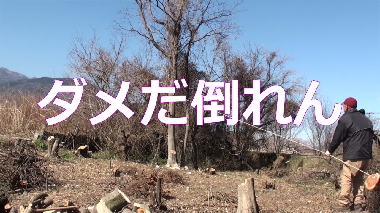 木こりモドキNO7　爺が耕作放棄地の最大の木倒すぞ