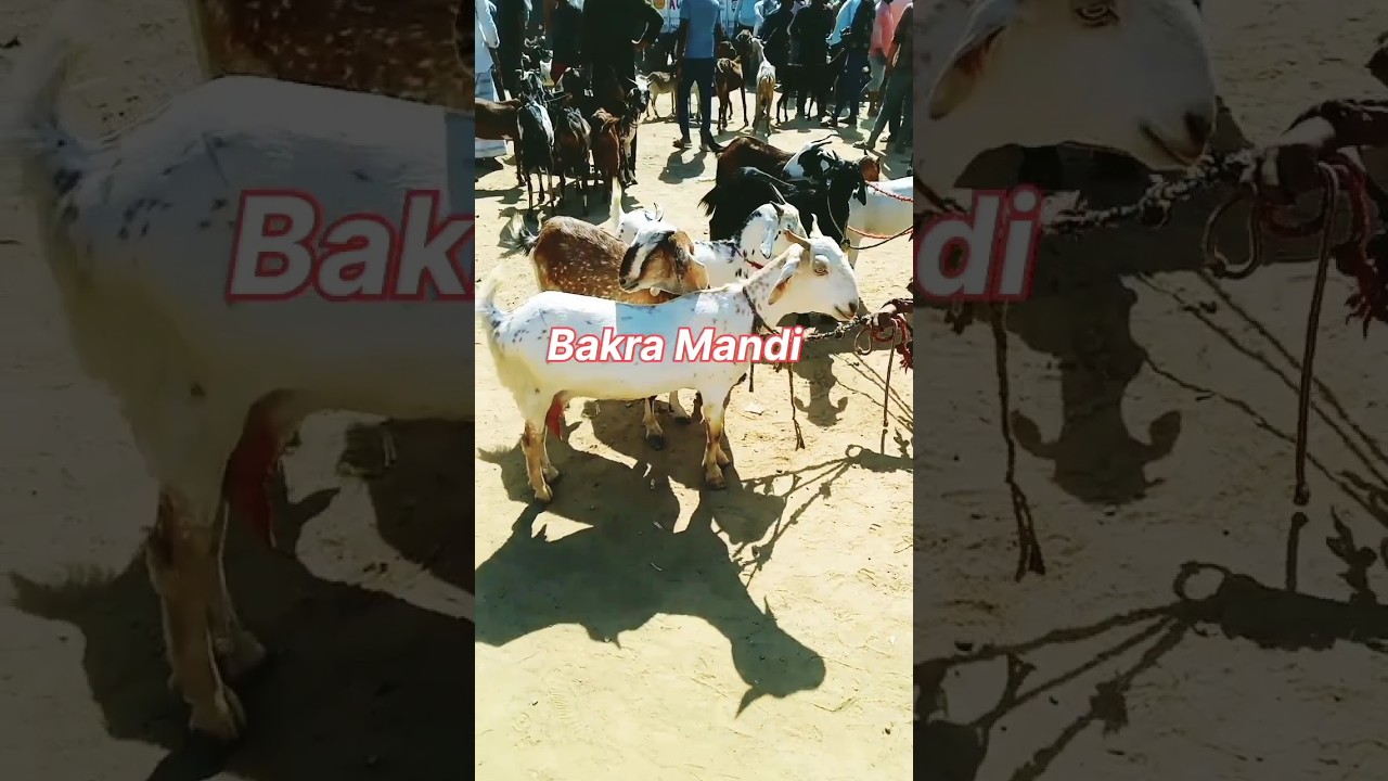 Eid 2024 bakra mandi|| rK goat farming ⛳ 
