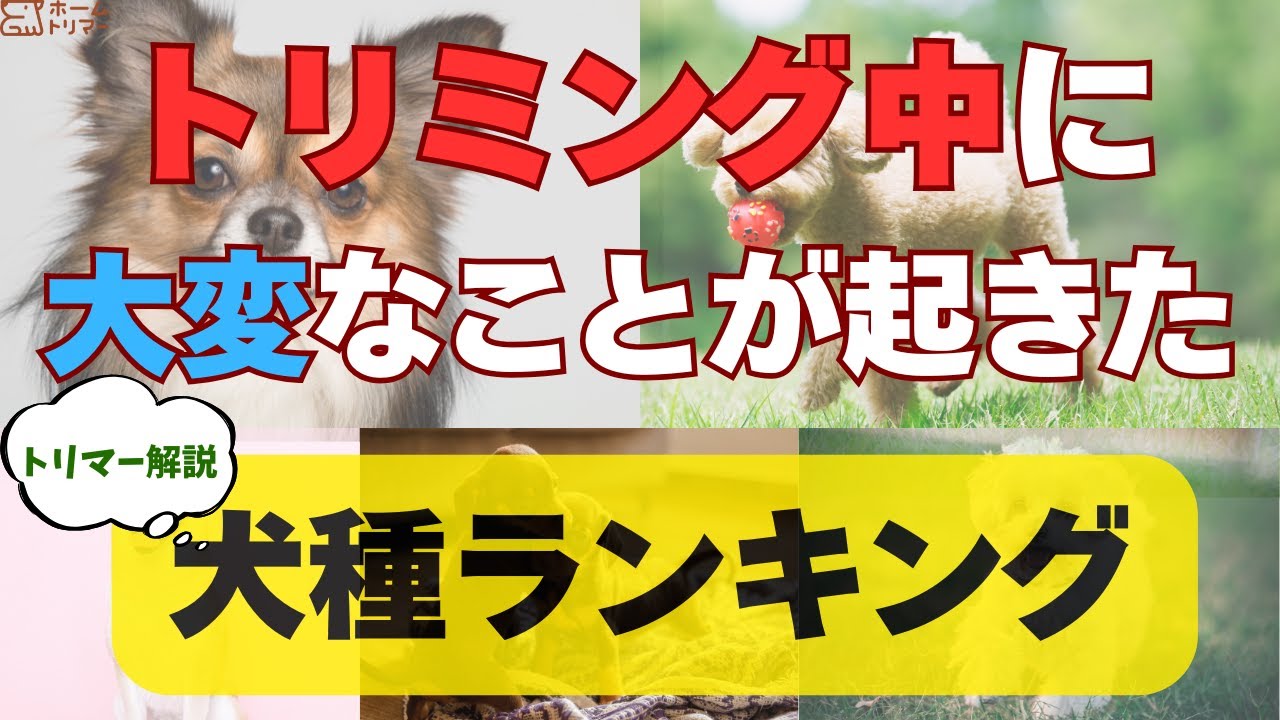 トリマーが解説！トリミング中に大変なことが起こった犬種ランキング！