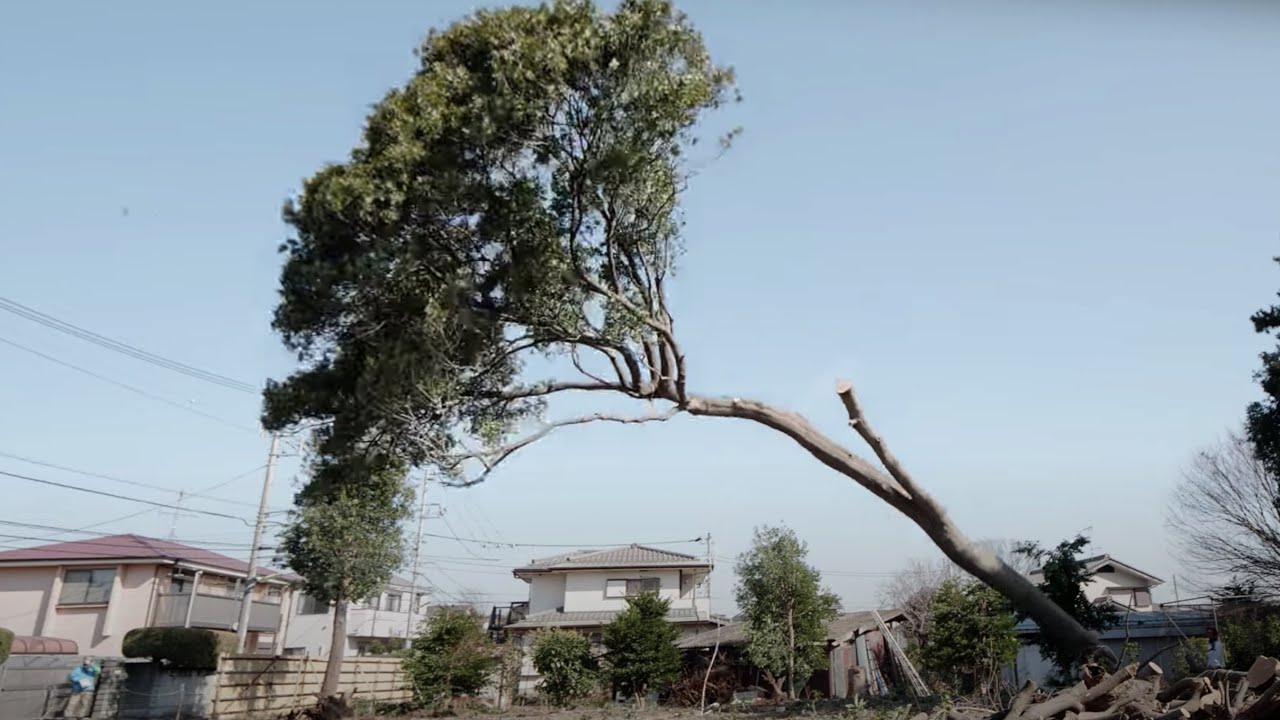 【東京世田谷で特殊伐採】直径1mのシラカシを根元から切る【Logging a big oak tree in a residential area of Tokyo Japan.】