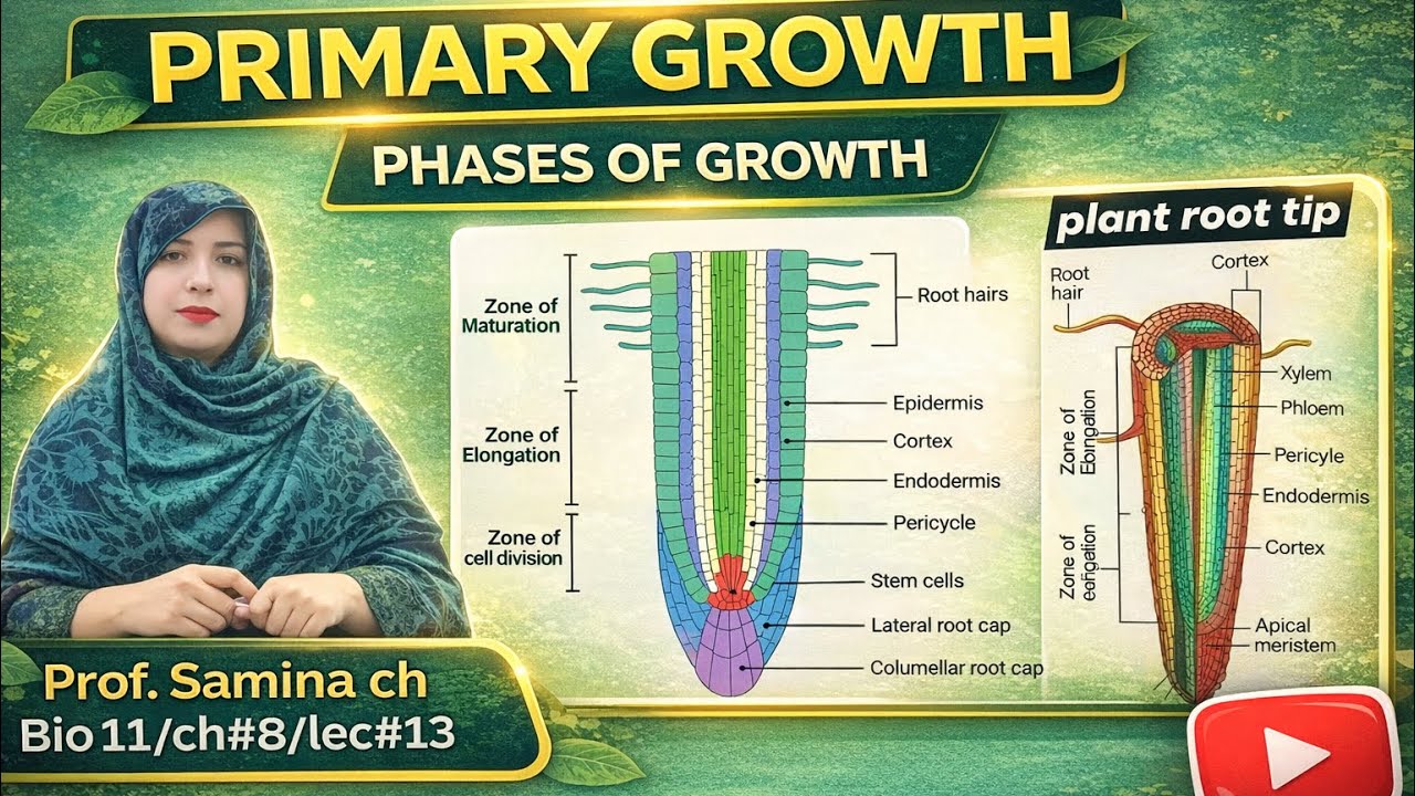 Primary Growth in Plants | Phases of Primary Growth Explained (Biology)