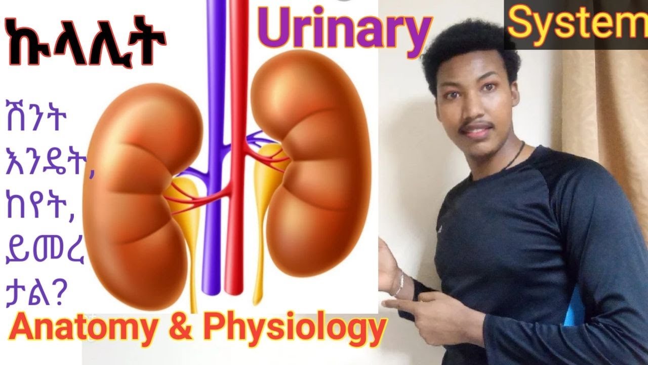 የኩላሊት አሰራር, ሽንት እንዴት ይመረታል? #renalphysiology, #anatomy, #urinary_system Anatomy and Physiology Video