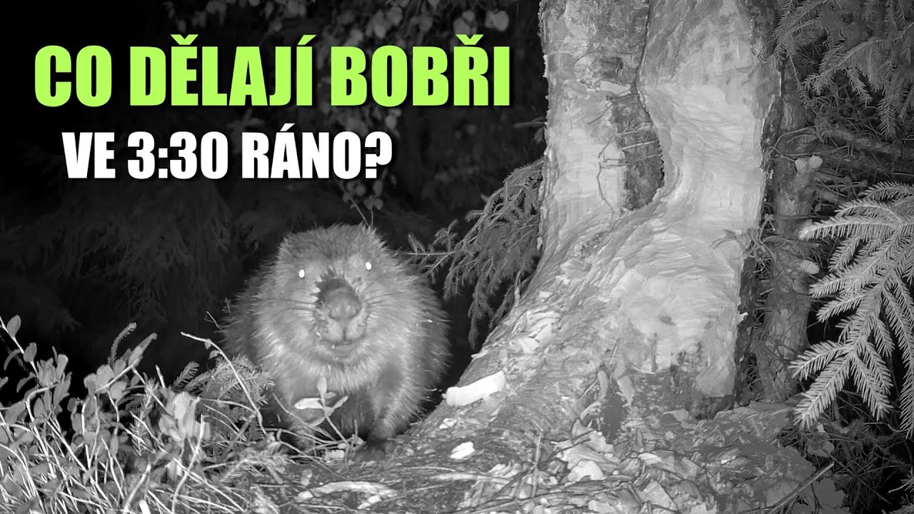 Nočn&iacute; z&aacute;běr z fotopasti / Bobr ohryz&aacute;v&aacute; &scaron;umavskou bř&iacute;zu