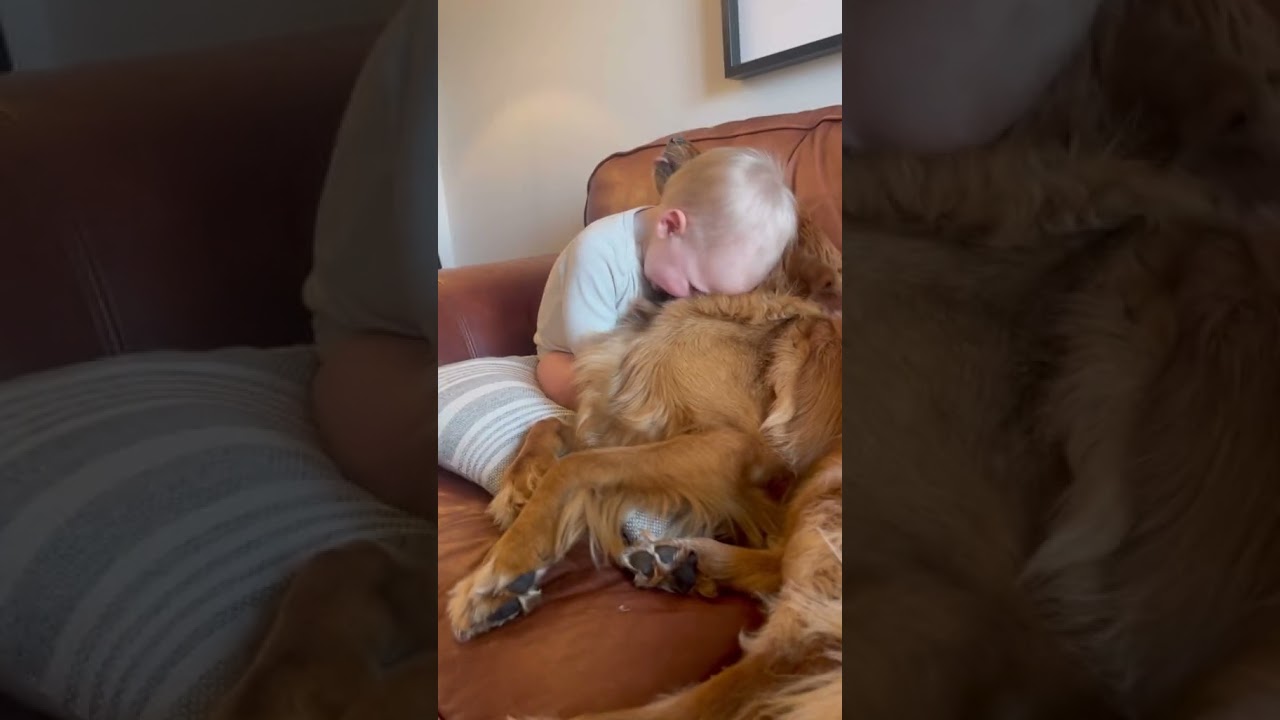Cute Love Story, Baby 👶 and Dog 🐕 || Baby play with Dog || baby and dog || dog play with Baby Life