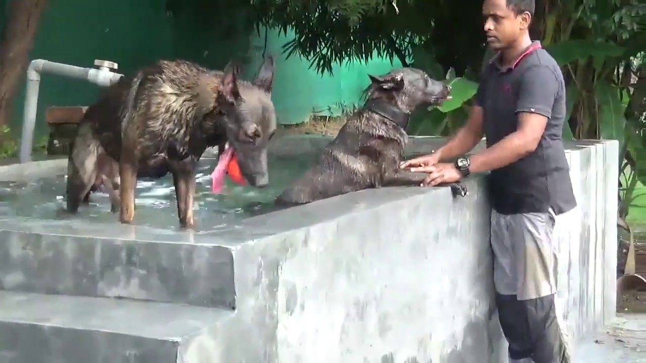 Best Dog Trainer I Rajendra Chauhan Part 2 I Tailwaggers