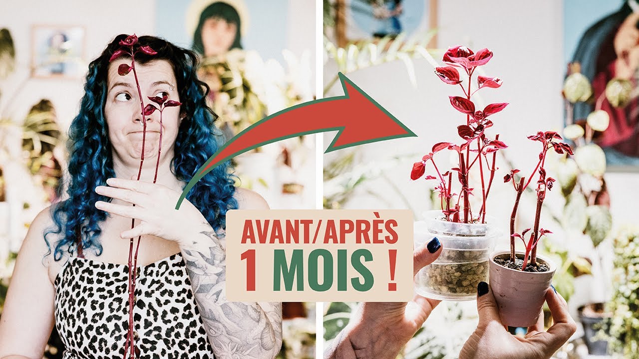 👩‍🌾 ✂️ 🪴 Comment Bouturer l'Iresine Herbstii. Avant/après 1 mois ! 🌱
