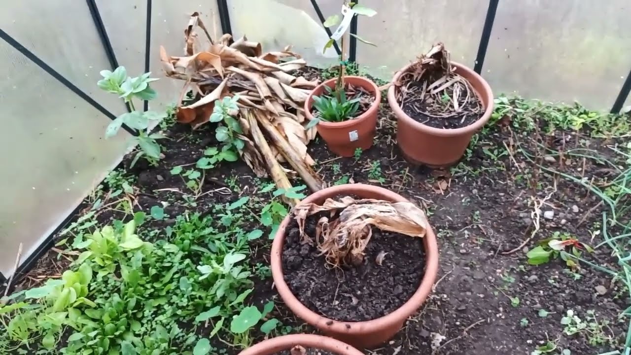 Jardin en syntropie avant l'hiver