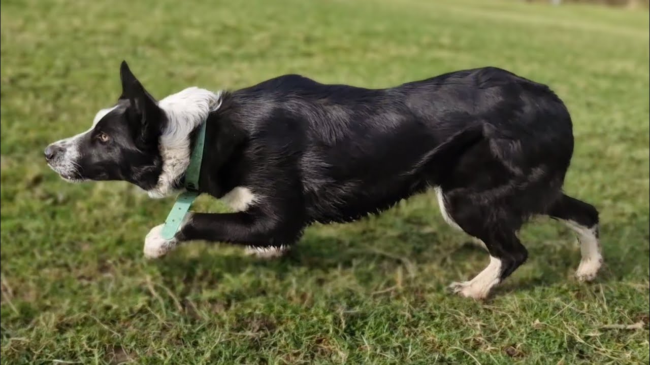 Training & Working Sheepdogs In The Lake District 
