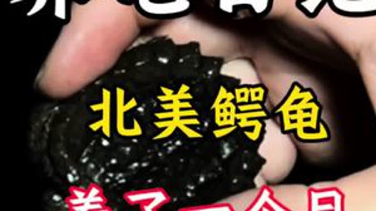 你们养鳄龟臭吗？