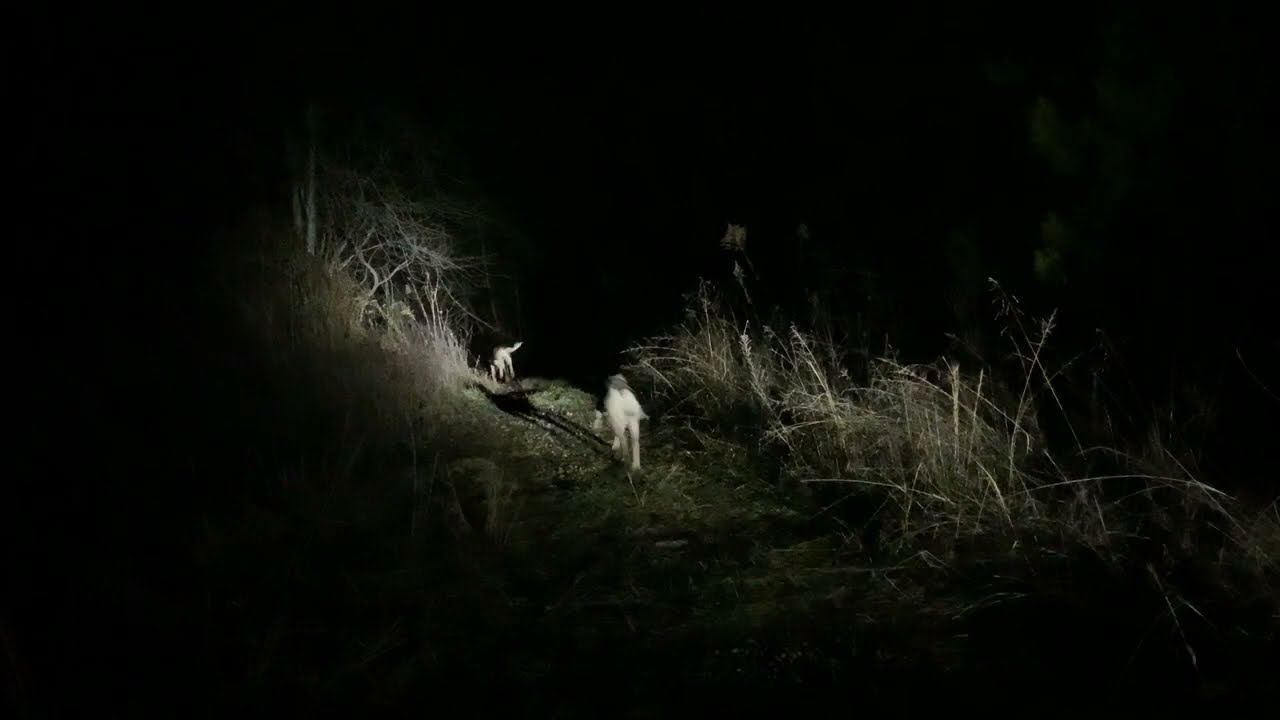 Little Money pups 6 into the beginning of their 7th month