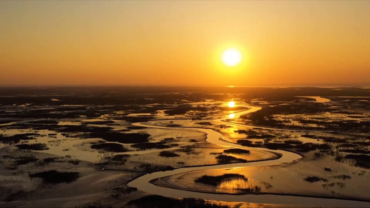 GLOBALink | Wild birds witness improved environment in Yellow River Delta
