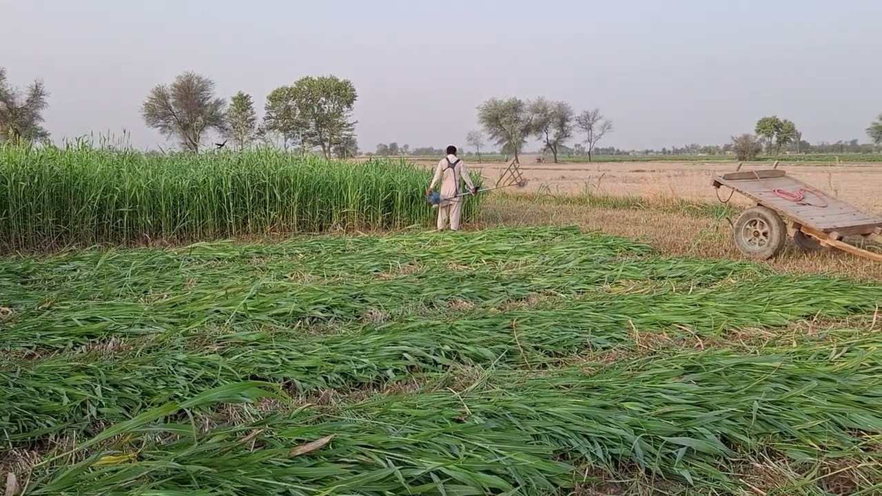 Charey ki cutting with mashin