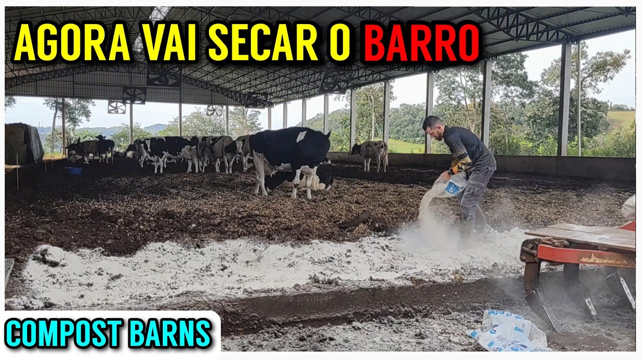 Arrumando a entrada do Compost Barns com cal virgem (Um dia de trabalho)