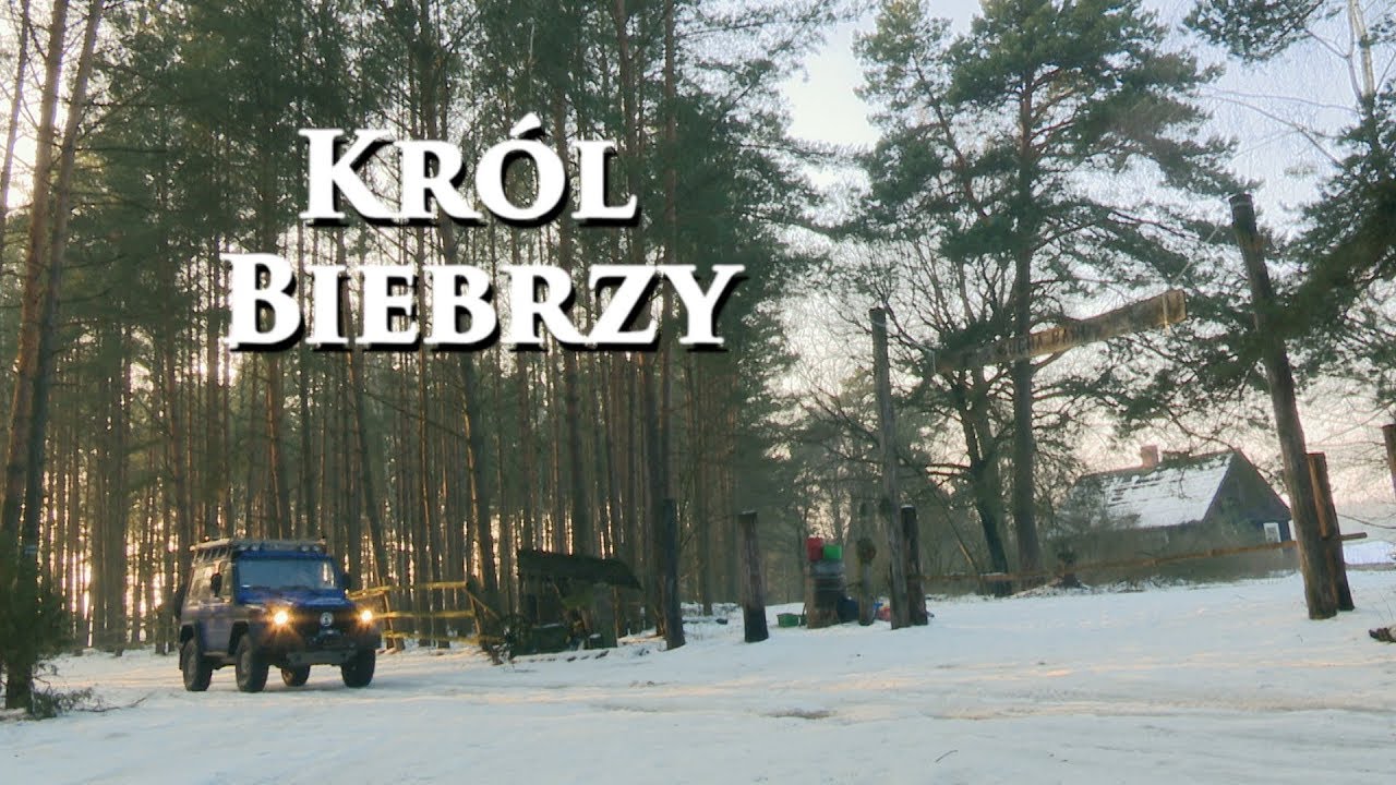 Król Biebrzy | The King of Biebrza