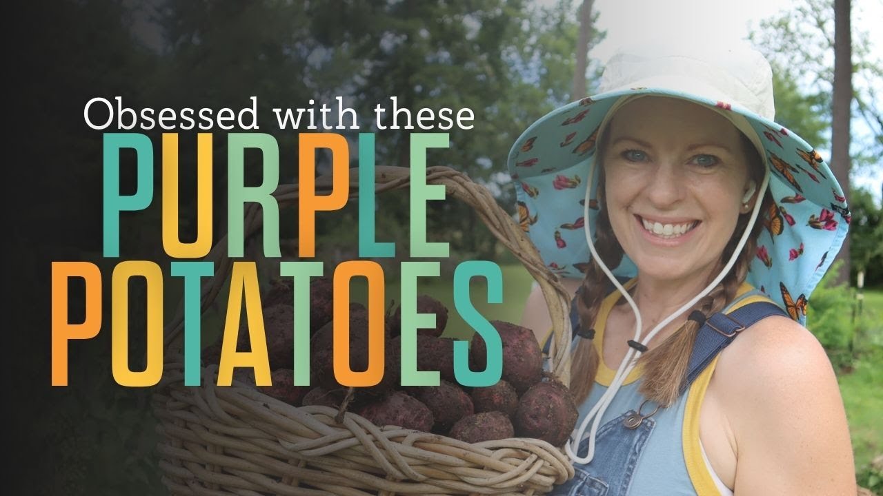 5 Potatoes I’m Planting in My Raised Beds (and how I plant)