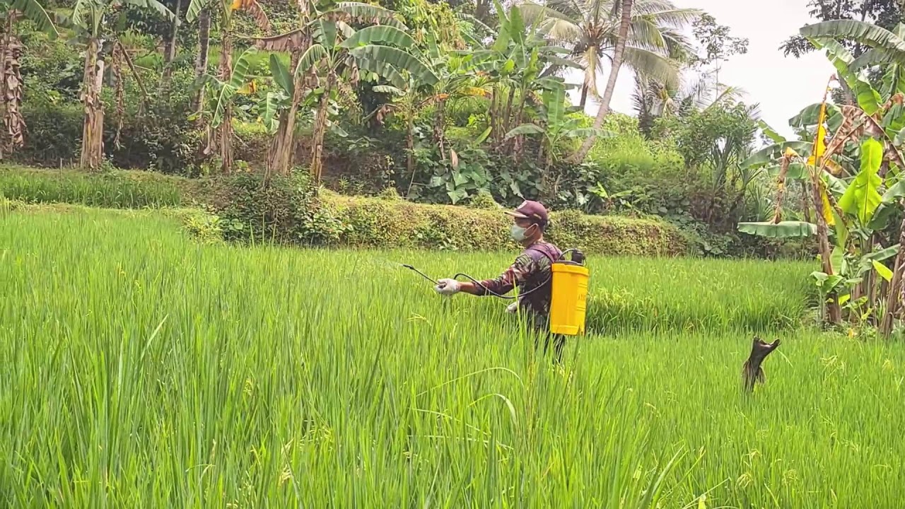 Manual Rice Field Spraying by Village Farmer #RuralAgriculture #TraditionalFarming