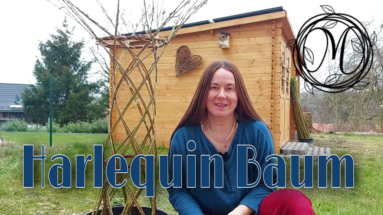 Harlequin Baum, geflochtener Weidenbaum, Willow Harlequin tree