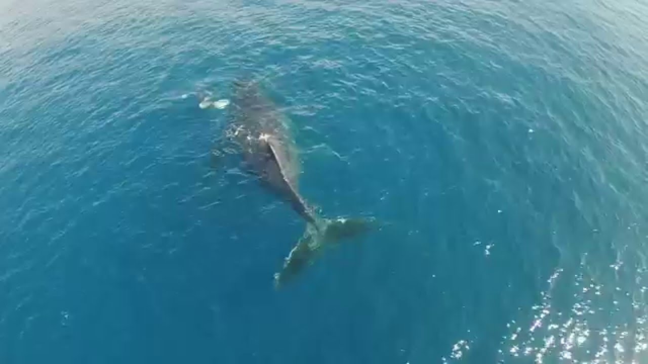 Mother and new born baby humpback whale , Maui Hawaii. filmed by drone.
