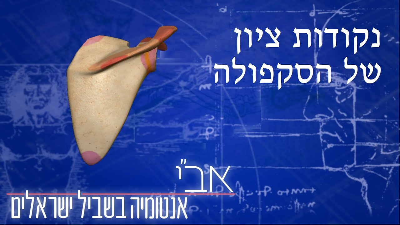 נקודות ציון של הסקפולה