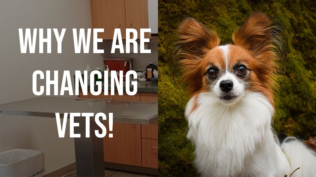 Why We Are Switching Vets // Taking My Dog To The Vet  Vlog // Percy The Papillon Dog
