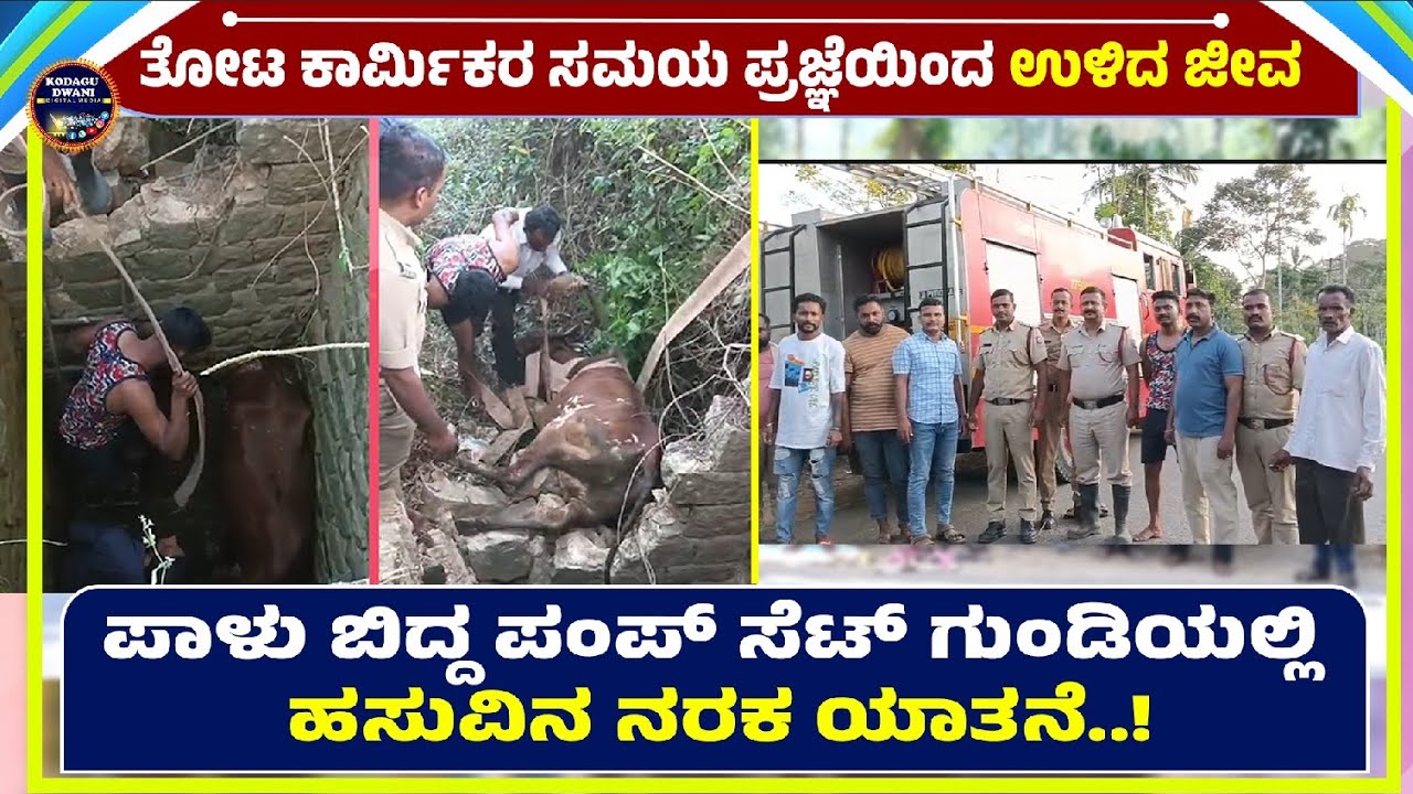 ತೋಟ ಕಾರ್ಮಿಕರ ಸಮಯ ಪ್ರಜ್ಞೆ | ಉಳಿದ ಜೀವ | ಪಾಳು ಬಿದ್ದ ಪಂಪ್ ಸೆಟ್ |ಗುಂಡಿಯಲ್ಲಿ ಹಸುವಿನ ನರಕ ಯಾತನೆ |ವಿರಾಜಪೇಟೆ