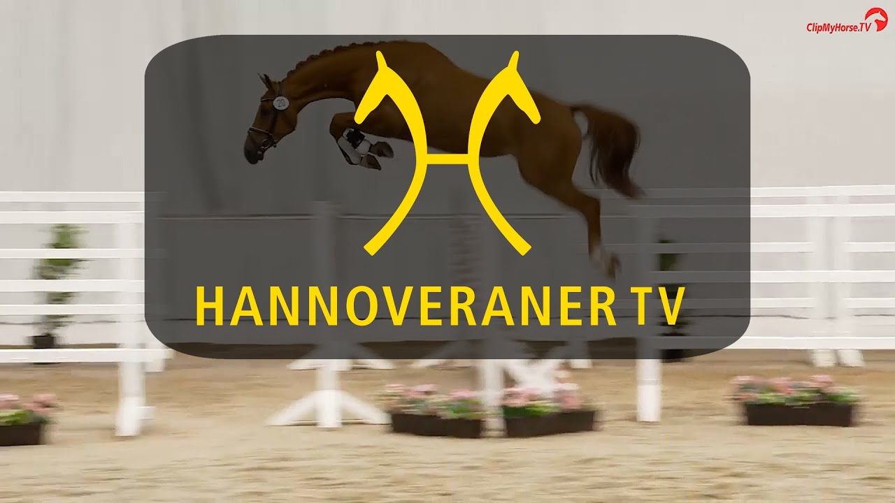 Hannoveraner TV - Herwart von der Decken Schau: Siegerstute Springen