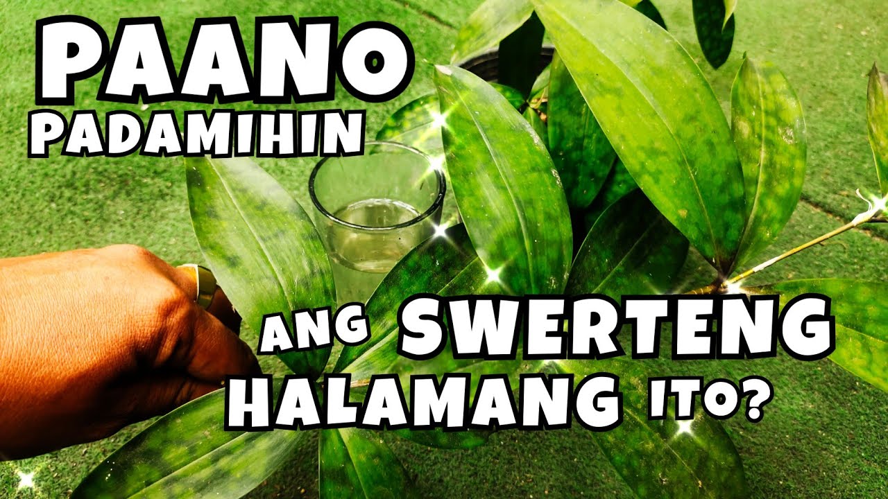 HOW TO PROPAGATE JAPANESE BAMBOO? | PAANO MAPADAMI ANG MASWERTENG HALAMANG ITO?
