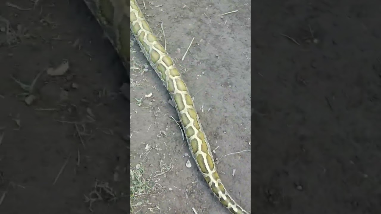 Giant python hunting