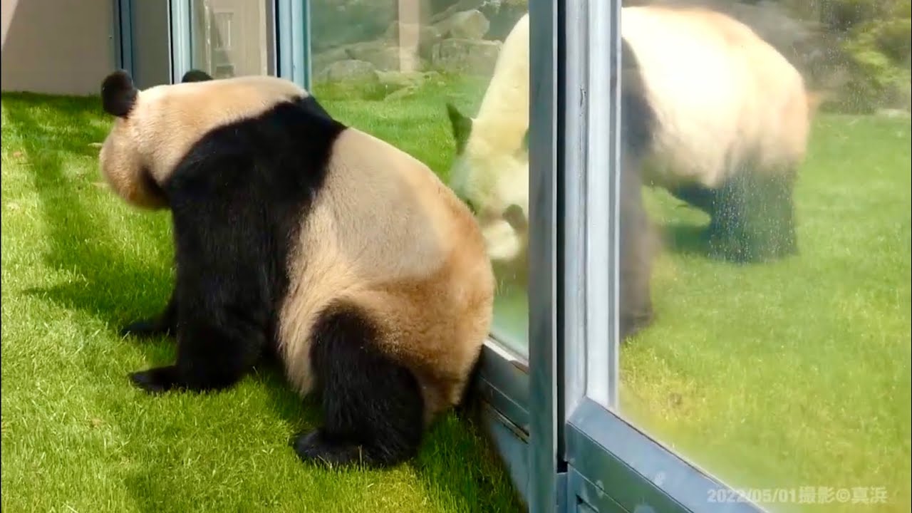 永明さん🐼が気になる良浜さん🐼