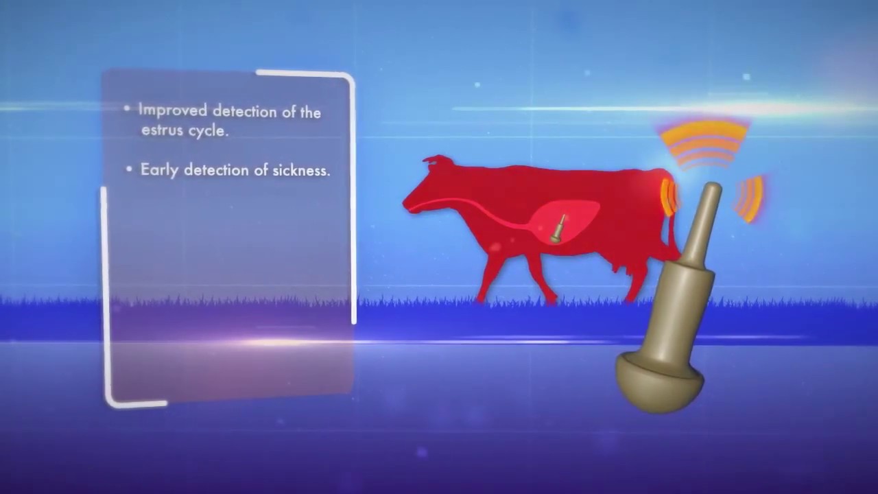 Bolus Animation Promotional Video (shurjoMukhi PraniSheba)