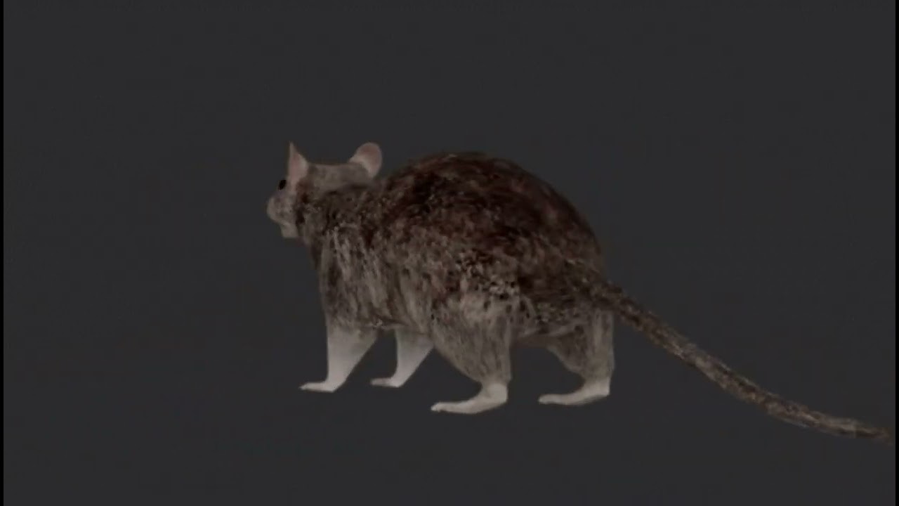 rat spins to unsettling music for 1 hour