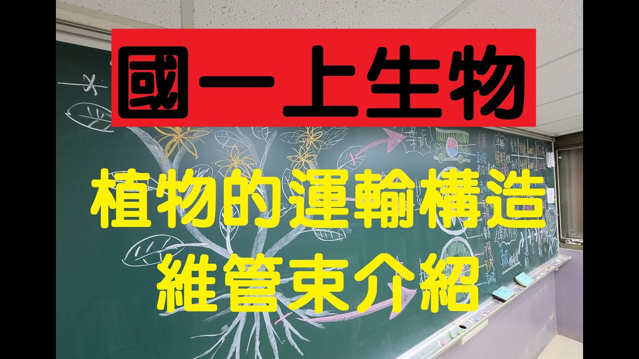 國一上生物 4-1 植物運輸的構造．維管束的構造介紹與功能．務必弄清楚喔｜國一生物 | 108課綱