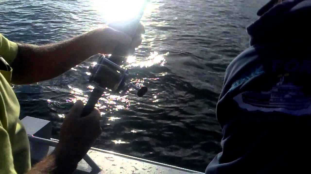 Willipa bay king fishing 2015