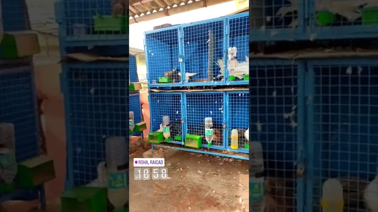❤❤Ak Pigeon Loft🥵😍 #americanbird#pomeranianpouter#polishowl#homers#racerkabootar#iranitrumbler#love❤
