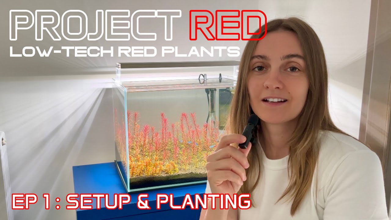Growing Red Plants without Co2